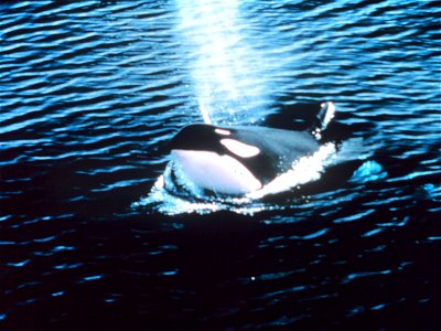 Killer whale blowing photo