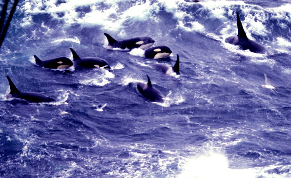 A pod of killer whales (Orcinus orca) in the North Pacific