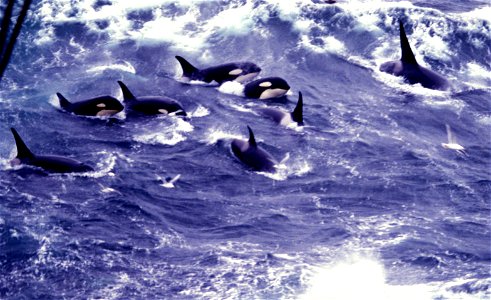 A pod of killer whales (Orcinus orca) in the North Pacific photo