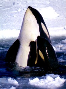 Mother-calf pair of "Type C" killer whales in the Ross Sea. Type C killer whales are smaller and occur in larger groups than killer whales found throughout the rest of the world. They prefer fast ice, photo