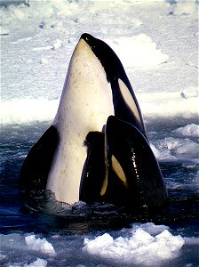 Type C Orcas photo