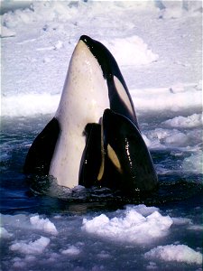 Mother-calf pair of "Type C" orcas in the Ross Sea. Type C orcas are smaller and occur in larger groups than orcas found throughout the rest of the world. They prefer fast ice, are known to eat fish, photo