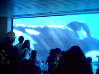 Tilikum, an Orca at Sea World Orlando. photo