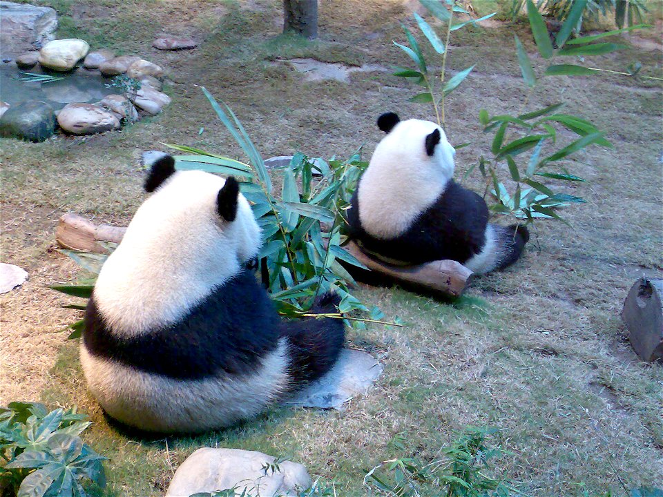 A photo taken using my handphone of 2 adorable two-year-old pands in their enclosure.