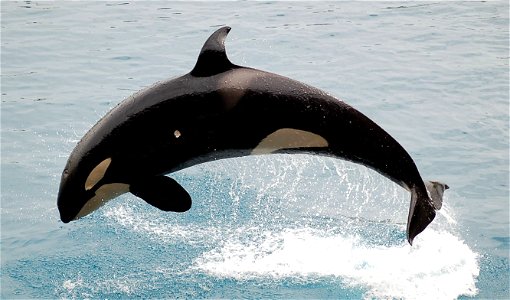 Jumping Orca photo