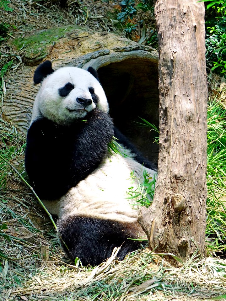 A Panda eating grass near a probable cave or den.