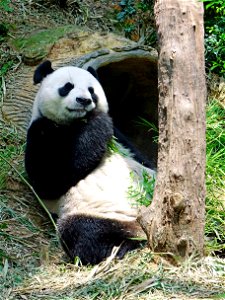 A Panda eating grass near a probable cave or den.