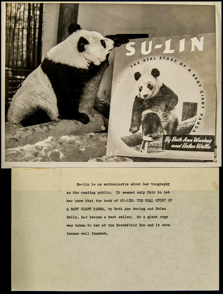 Book Promotions - Su Lin