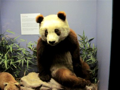 Body of the giant panda Su-Lin; on display at the Field Museum in Chicago