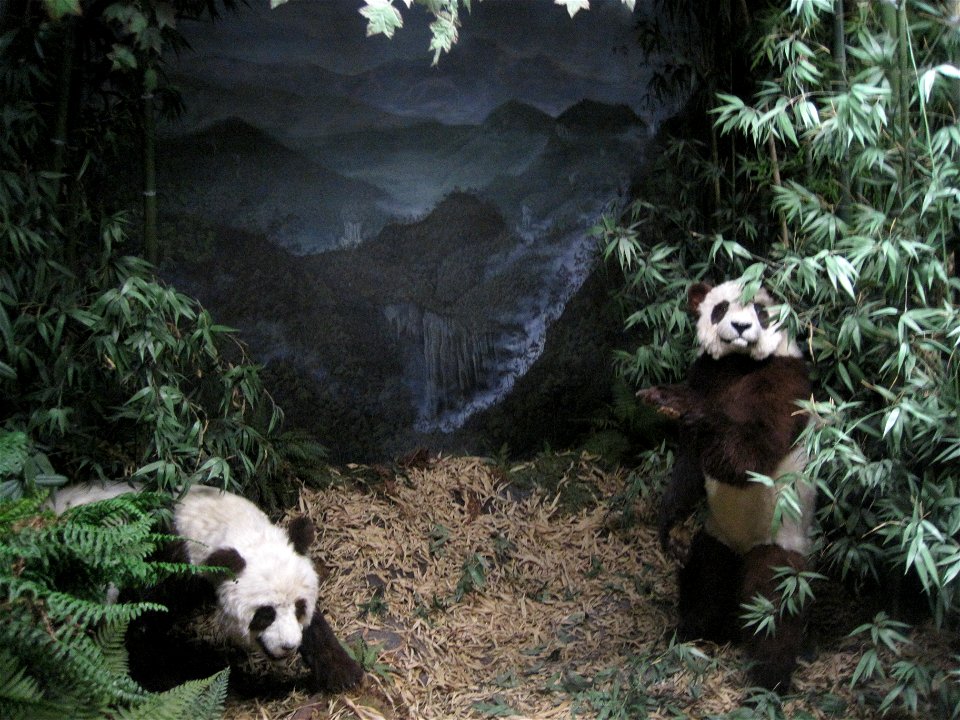 Diorama mit ausgestopften Pandas im Naturhistorischen Museum der Burgergemeinde Bern