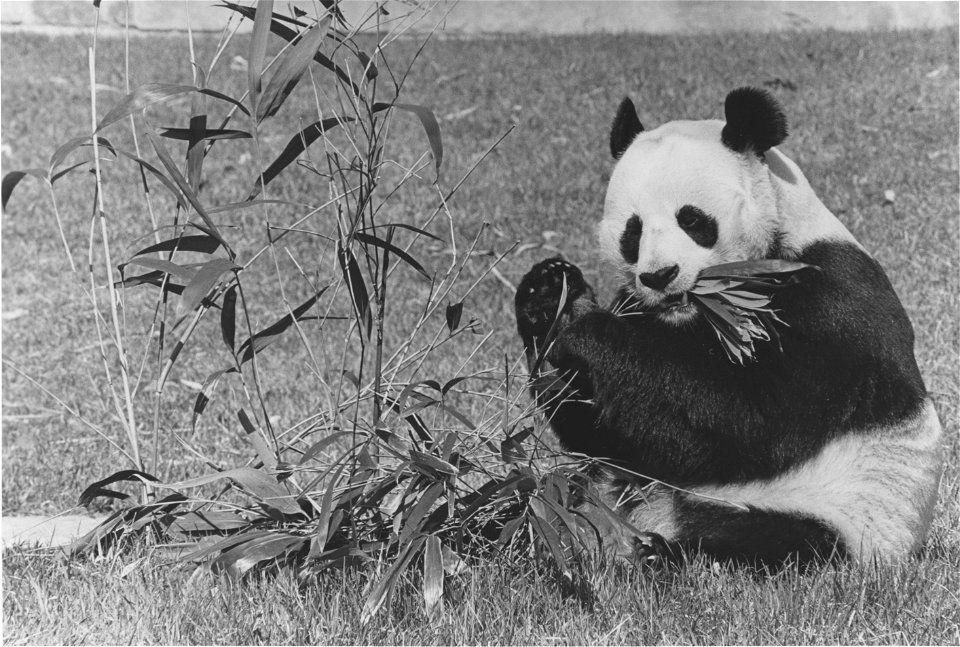 Photograph of Male Giant Panda, Hsing-Hsing, Eating Bamboo at the National Zoo