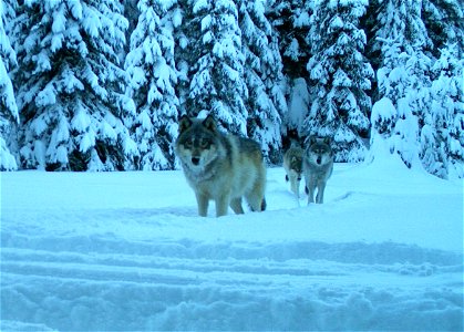 Three wolves from the Walla Walla pack in Umatilla County. Remote camera image taken Jan. 13, 2017. photo