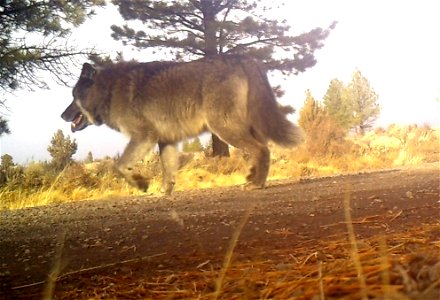 Remote camera photo taken 12/8/2015 in western Lake County of an adult wolf using the same area as OR28.