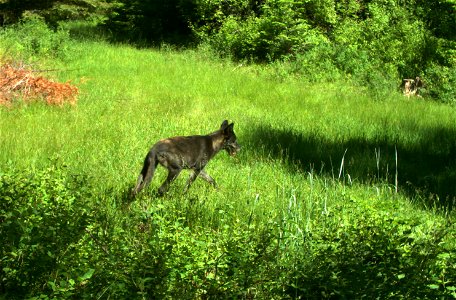 A wolf from the North Emily group of wolves in Umatilla County. Remote camera image taken June 25, 2017. photo