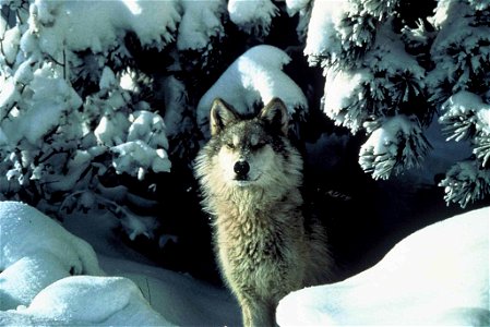 Image title: An endangered gray wolf peers out from a snow covered shelter Image from Public domain images website, http://www.public-domain-image.com/full-image/fauna-animals-public-domain-images-pic photo