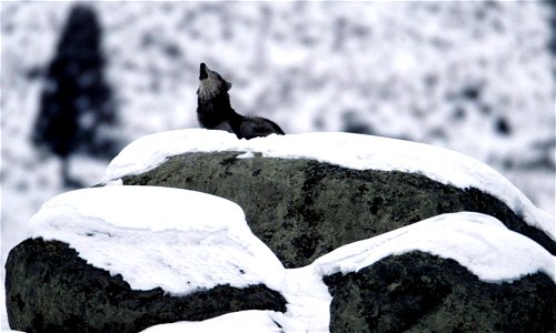 Wolf howling on glacial erratic at Little America Flats. Note: Photo has been cropped for article purposes by ZeWrestler