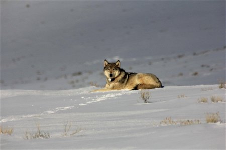 A collared wolf watches near a group of wintering elk.

Credit: USFWS / Tony and Ann Hough, National Elk Refuge volunteers