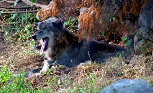Image title: Gray wolf yawning
Image from Public domain images website, http://www.public-domain-image.com/full-image/fauna-animals-public-domain-images-pictures/foxes-and-wolves-public-domain-images-