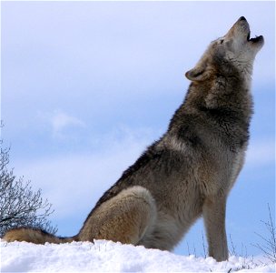 Dakota, a grey wolf at the UK Wolf Conservation Trust, howling on top of a snowy hill. photo