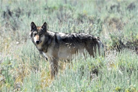 Lamar Valley Wolf, Yellowstone National Park, August 14, 2011 photo