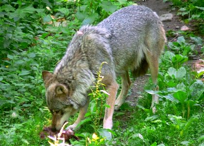 Image title: Wolf eating
Image from Public domain images website, http://www.public-domain-image.com/full-image/fauna-animals-public-domain-images-pictures/foxes-and-wolves-public-domain-images-pictur
