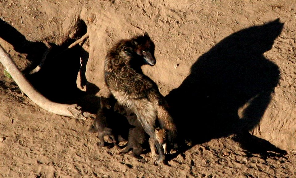 A wolf nurses her pups outside their den.