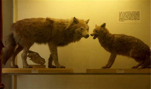 Stuffed wolf and golden jackal at the Zoological Museum of the Zoological Institute of the Russian Academy of Sciences photo