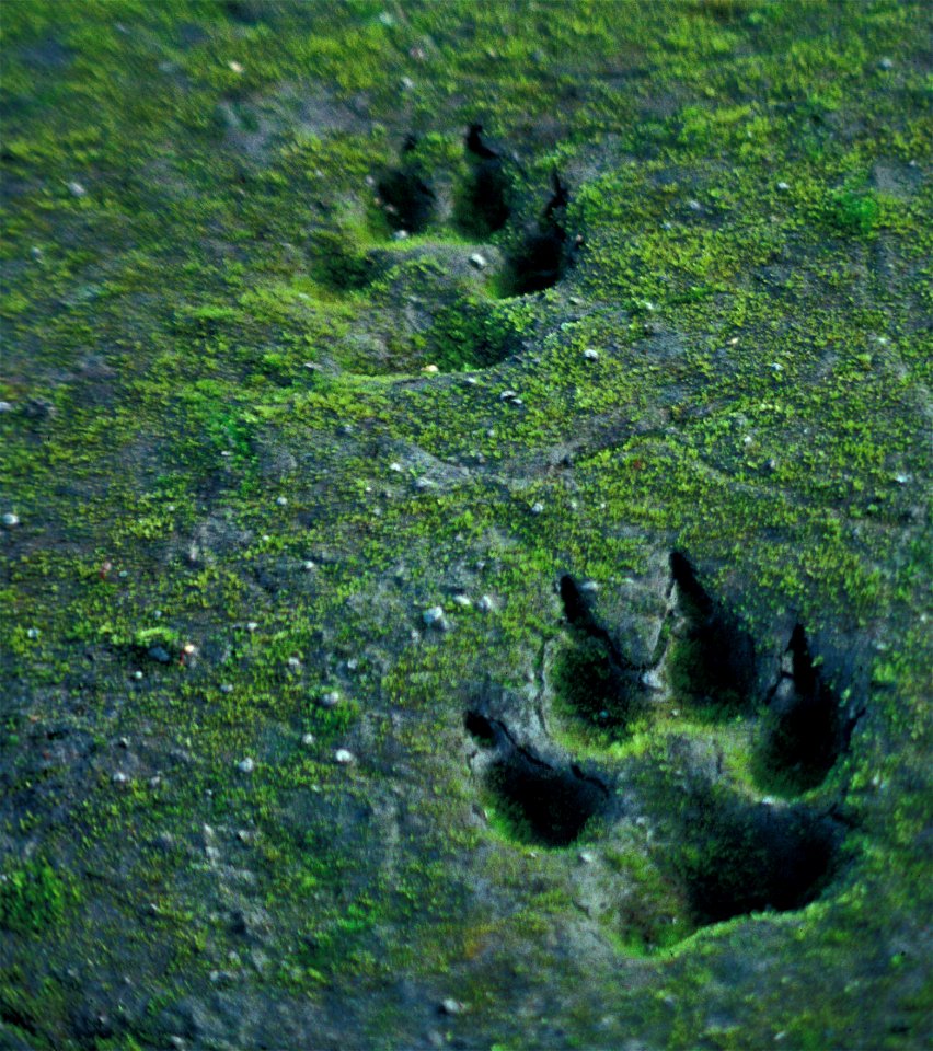 Gray wolf tracks in surficially dried muddy soil