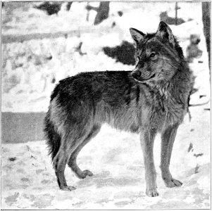 Fig. 71.—Timber or Grey Wolf (Canis nubilis). photo