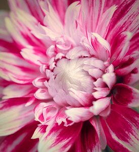 Red white flower photo