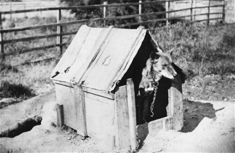 Captive dingo at the Acclimatisation Society's Garden, Brisbane photo