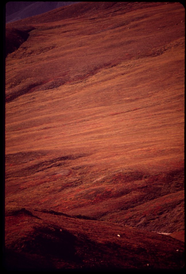 AN OLD BITCH WOLF APPEARS AS THE TINY WHITE SPECK IN THIS DISTANT VIEW OF THE ATIGUN GORGE. PIPELINE WILL CROSS THE ATIGUN RIVER NEAR THE MOUTH OF THE GORGE