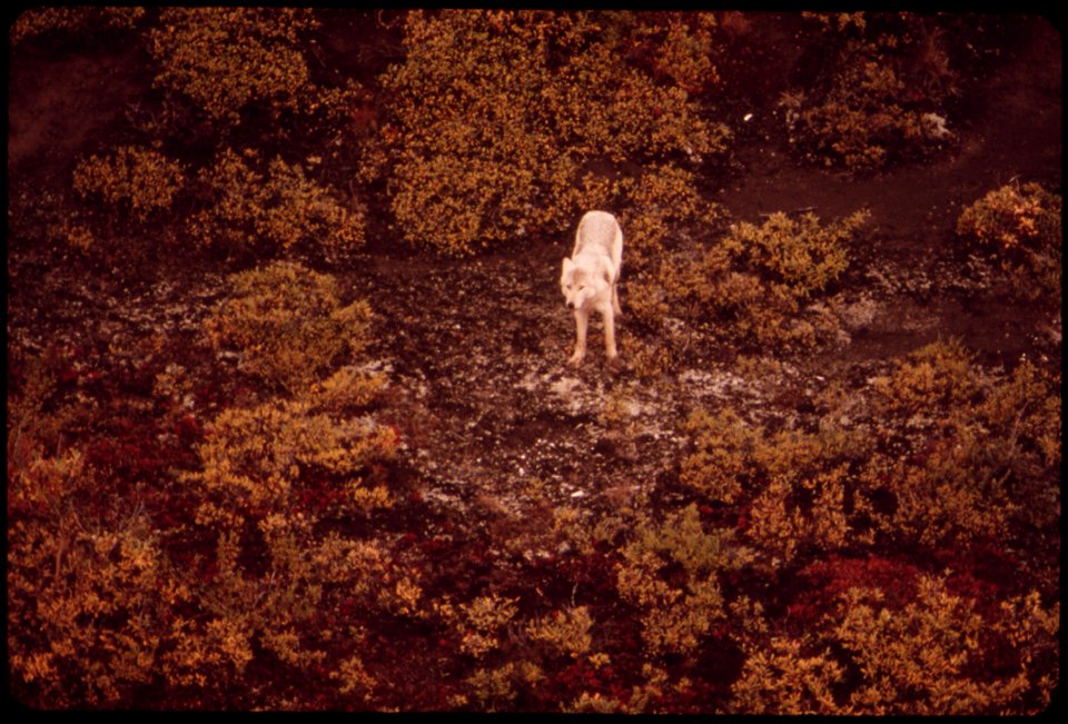 WHITE FEMALE WOLF IN THE ATIGUN VALLEY. THIS WOLF DENS IN THE RIVERBANK OF THE ATIGUN INSIDE THE MAIN VALLEY ABOUT FIVE MILES SOUTH OF GALBRAITH CAMP. SHE ROAMS AT LEAST 20 MILES A DAY IN SEARCH OF FO