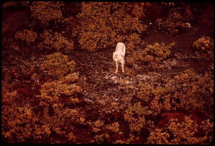 WHITE FEMALE WOLF IN THE ATIGUN VALLEY. THIS WOLF DENS IN THE RIVERBANK OF THE ATIGUN INSIDE THE MAIN VALLEY ABOUT FIVE MILES SOUTH OF GALBRAITH CAMP. SHE ROAMS AT LEAST 20 MILES A DAY IN SEARCH OF FO