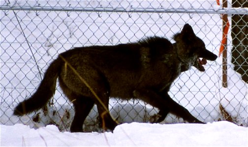 Wolf #33 in Crystal Creek pen photo