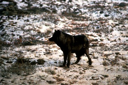 Image title: Wild black wolf animal melanistic color variant of grey wolf canis lupus Image from Public domain images website, http://www.public-domain-image.com/full-image/fauna-animals-public-domain photo