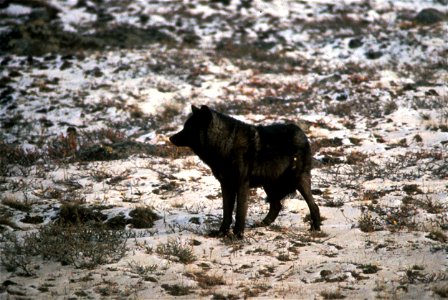 Image title: Wild black wolf animal melanistic color variant of grey wolf canis lupus
Image from Public domain images website, http://www.public-domain-image.com/full-image/fauna-animals-public-domain