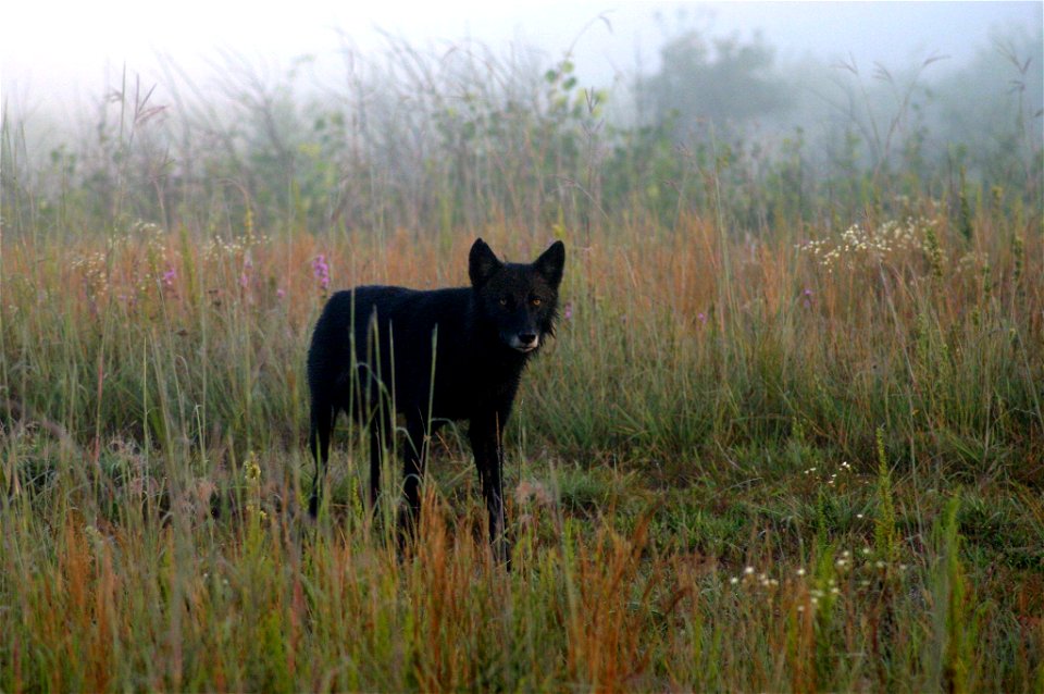 This timber wolf was one of a pair seen near the visitor center at Necedah National Wildlife Refuge on Jan. 12, 2012

Photo: USFWS