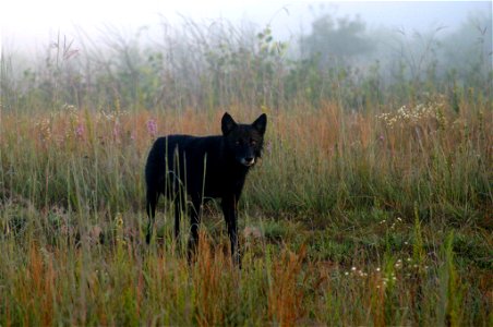 This timber wolf was one of a pair seen near the visitor center at Necedah National Wildlife Refuge on Jan. 12, 2012

Photo: USFWS