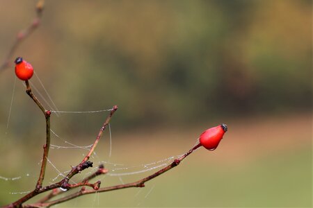 Red berries autumn healthy
