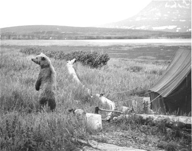 Image title: Bear in camp old photography Image from Public domain images website, http://www.public-domain-image.com/full-image/vintage-photography-public-domain-images-pictures/bear-in-camp-old-phot photo