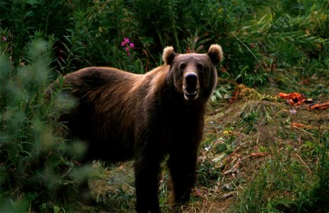 Image title: Big brown bear ursus arctos
Image from Public domain images website, http://www.public-domain-image.com/full-image/fauna-animals-public-domain-images-pictures/bears-public-domain-images-p