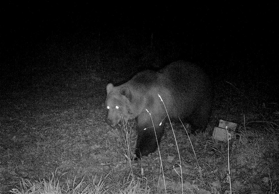 Nachweis eines Braunbärs im Landkreis Garmisch-Partenkirchen durch eine automatische Wildtier-Kamera am 22. Oktober 2019