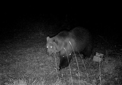 Nachweis eines Braunbärs im Landkreis Garmisch-Partenkirchen durch eine automatische Wildtier-Kamera am 22. Oktober 2019