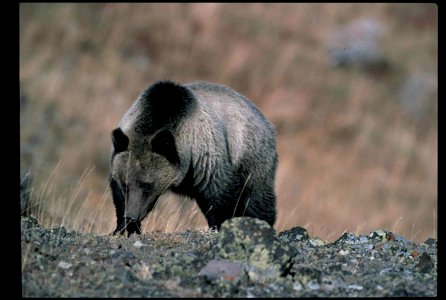 Image title: Grizzly bear on mountain Image from Public domain images website, http://www.public-domain-image.com/full-image/fauna-animals-public-domain-images-pictures/bears-public-domain-images-pict photo