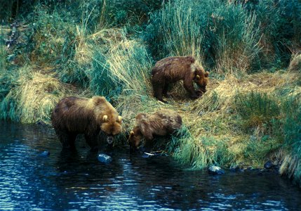 Image title: A brown bear sow searches for food with her two yearlings Image from Public domain images website, http://www.public-domain-image.com/full-image/fauna-animals-public-domain-images-picture photo