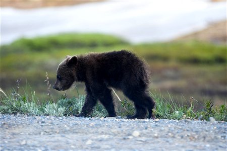 Cub photo