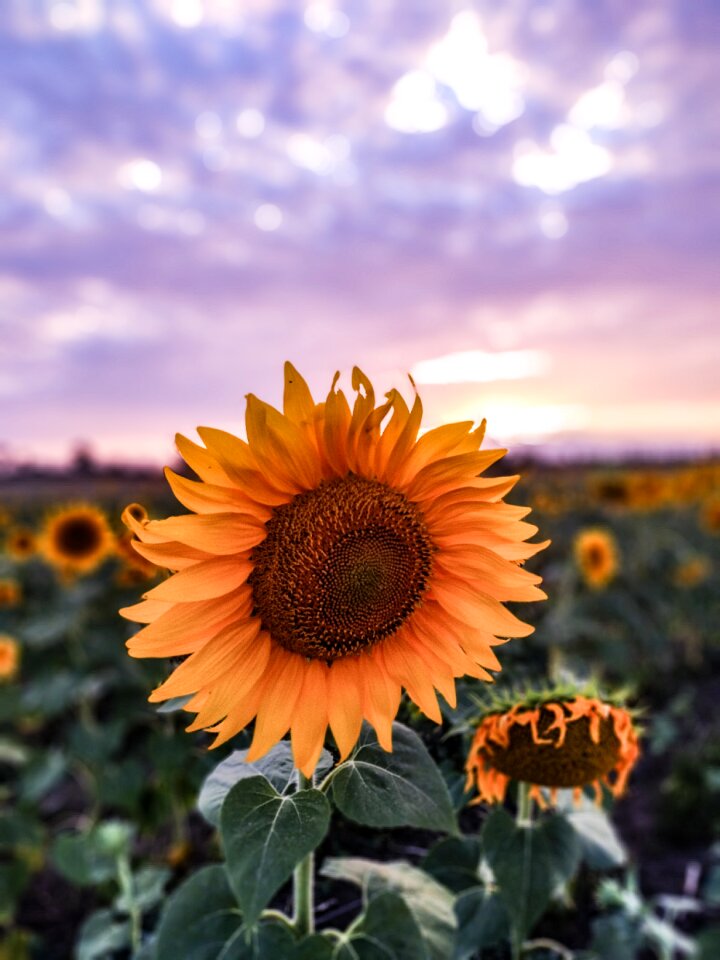 Flowers sky sunset