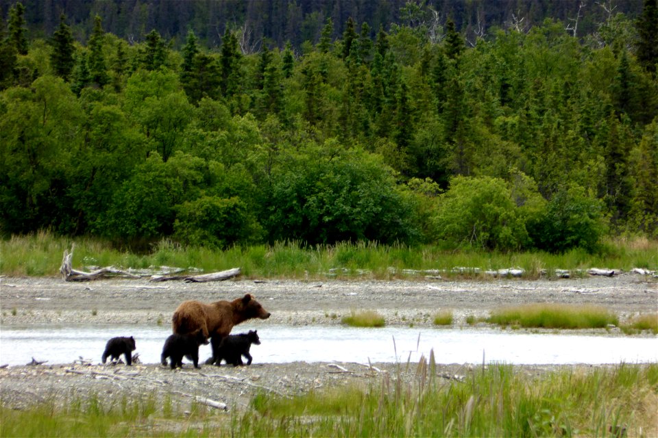 This is the first bear family with spring cubs (or cubs of the year) seen at Brooks Camp in 2014. Spring cub is the term used for a first year cub. These cubs were born last winter.