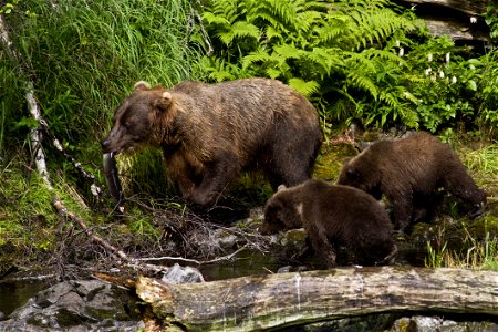 A brown bear sow prepares to share a fresh-caught salmon with her cubs near the confluence of the Kenai and Russian Rivers in Alaska. Interactions between bears and humans are a favorite topic of the photo